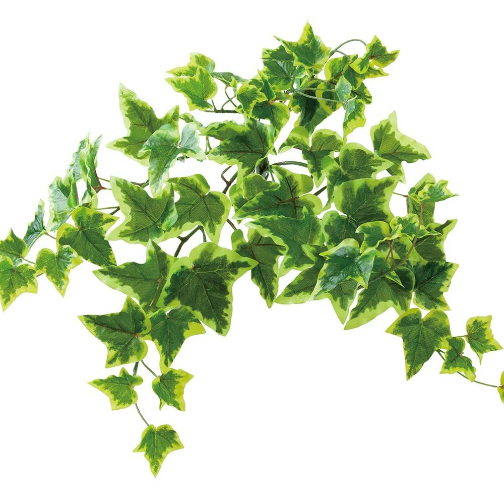 ロックプランツ アイビー S Y/G