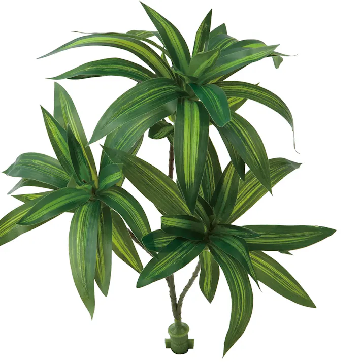 ロックプランツ ドラセナ GL-MB027