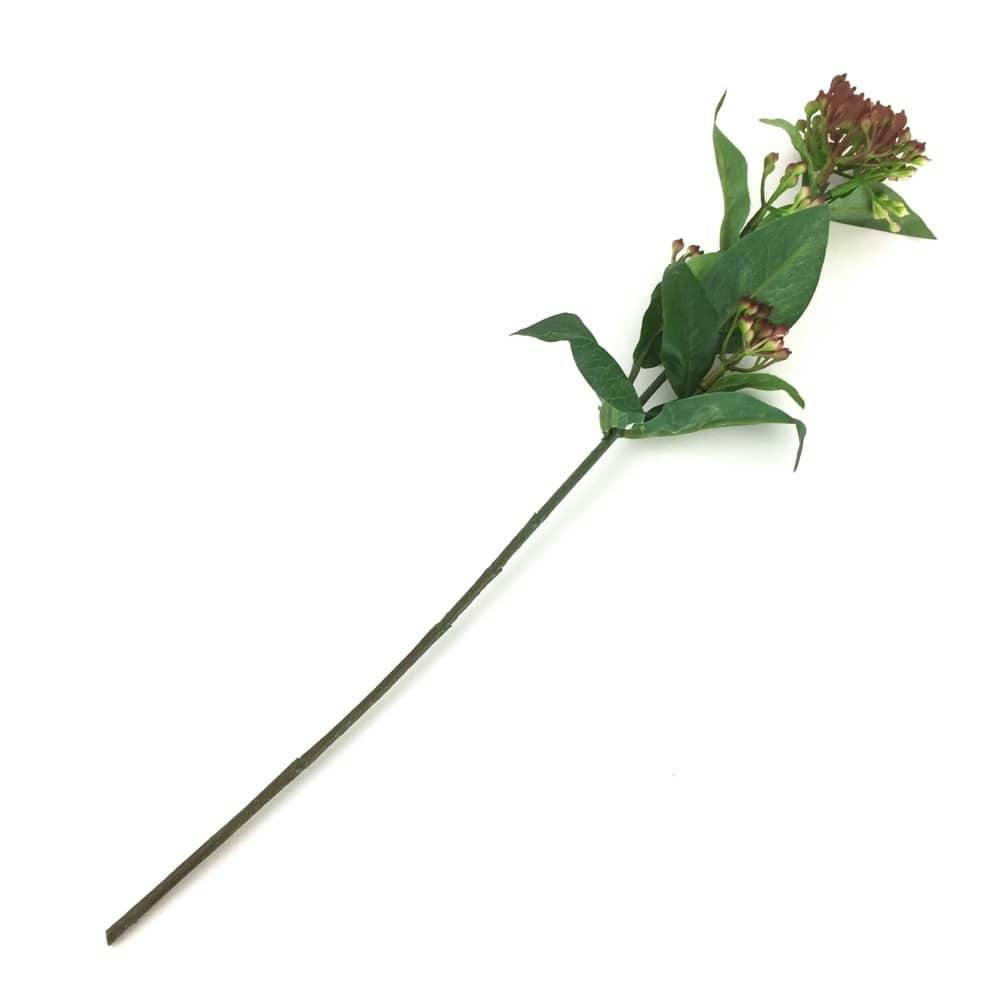 ビバーナムティナス FG-4576 MAV