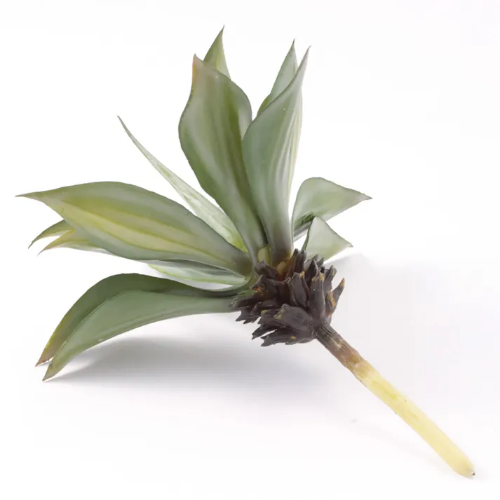 アガベピック FG-4588 グリーン