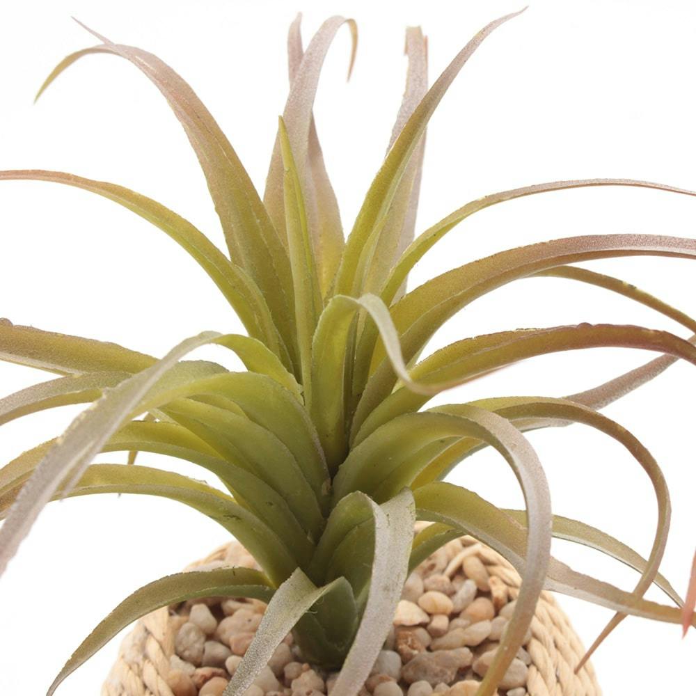 チランジアポット GLA-1259 GR | 花＆グリーン 通販 | ホームセンター