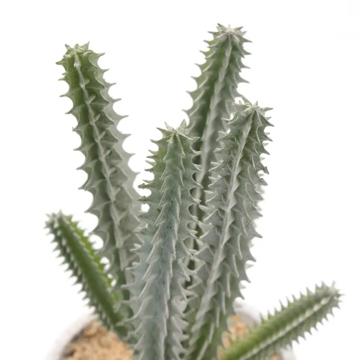 カクタスコンテナ アソート GLA-1261