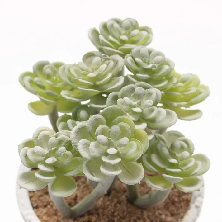 カクタスコンテナ アソート GLA-1261