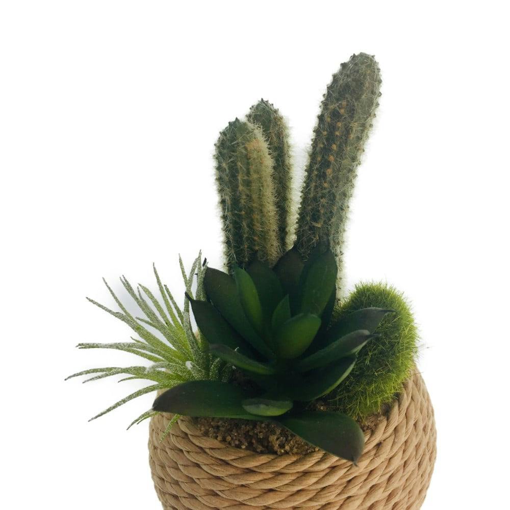 1ポット985円 セダム 蜜柑てまり 6cmポット imgrc0069989824.jpg