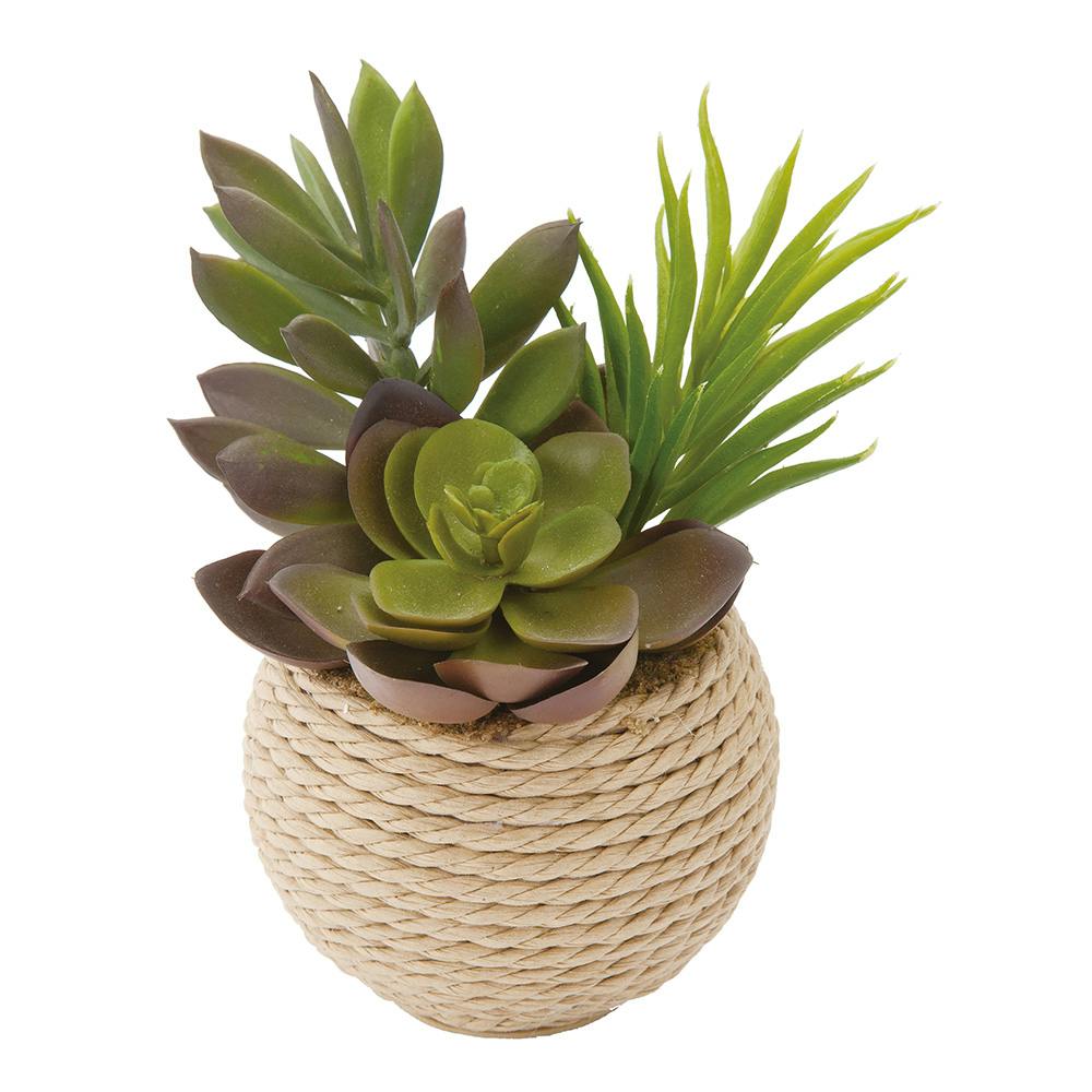 エケベリアミックスポット GLA-1326 グリーン