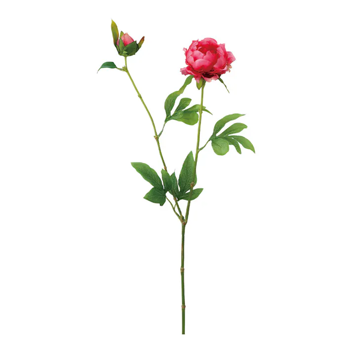 ピオニーパフスプレー ビューティー