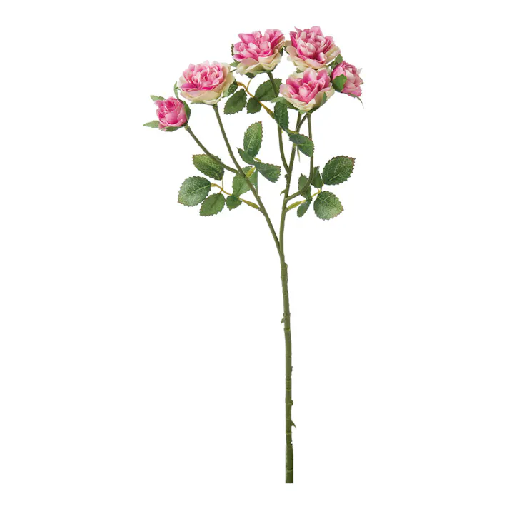 ミニローズスプレー ピンクグリーン