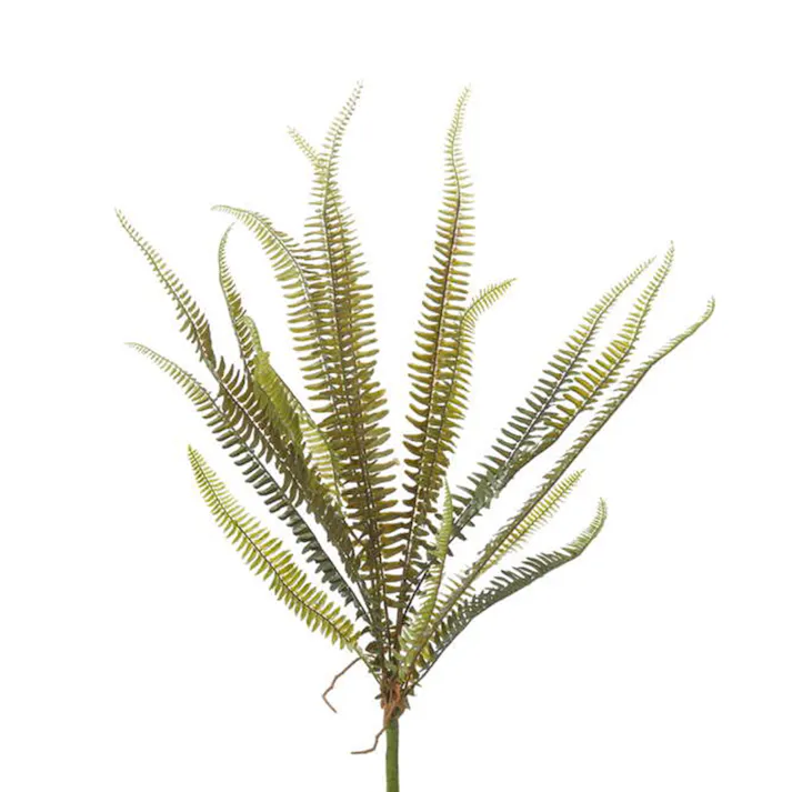 ボストンファーン GL-5170 GR