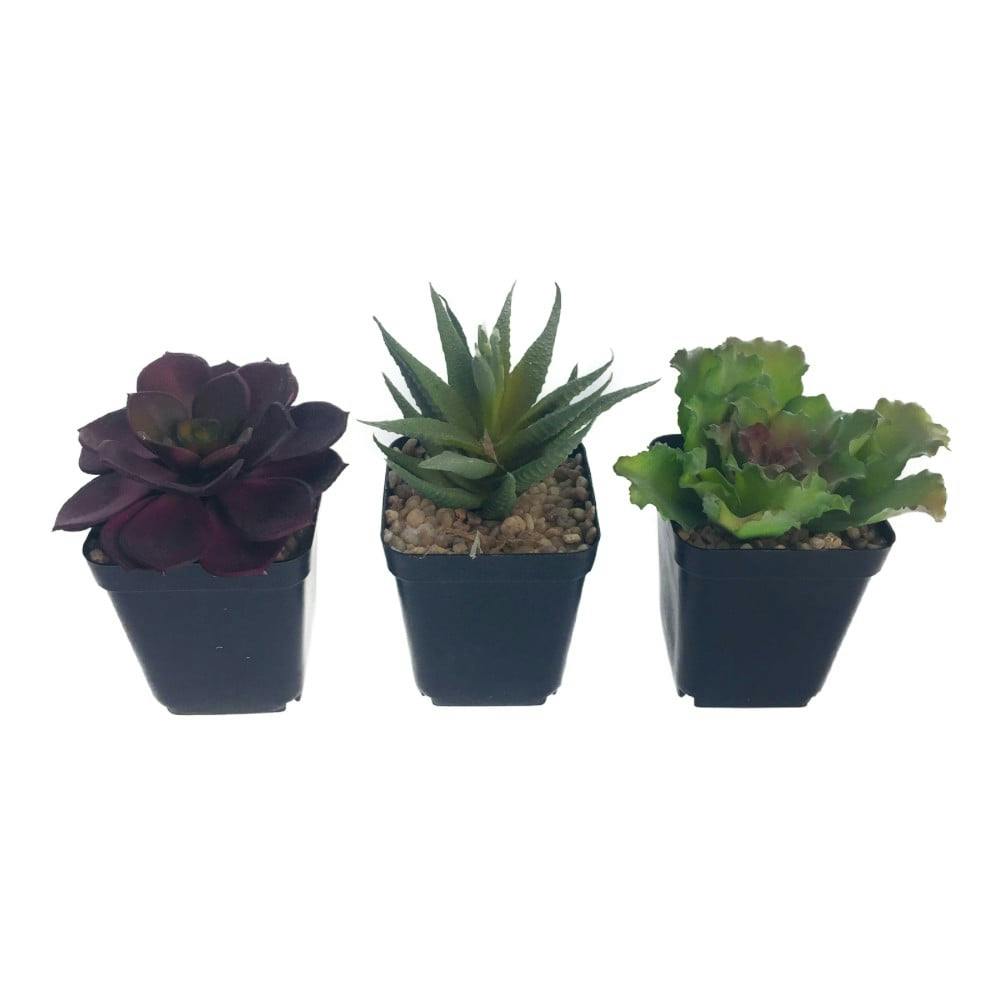 タニクポット アソート GLA-1429 AST | 花＆グリーン 通販