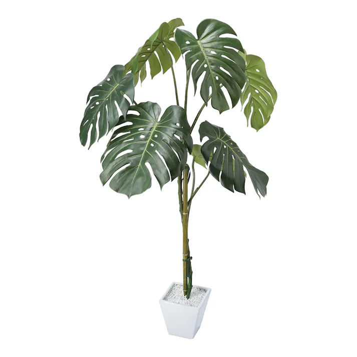 モンステラポット