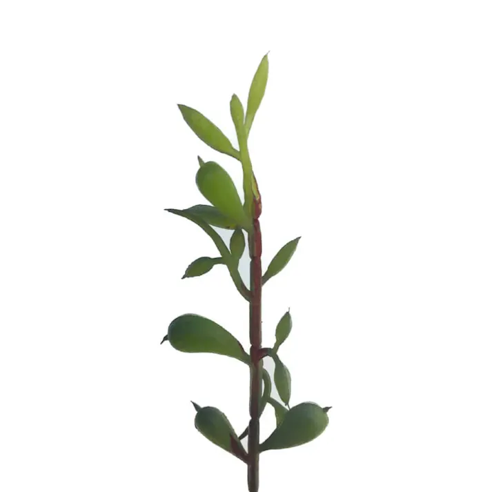 ミカヅキネックレス GL-5196 W/G