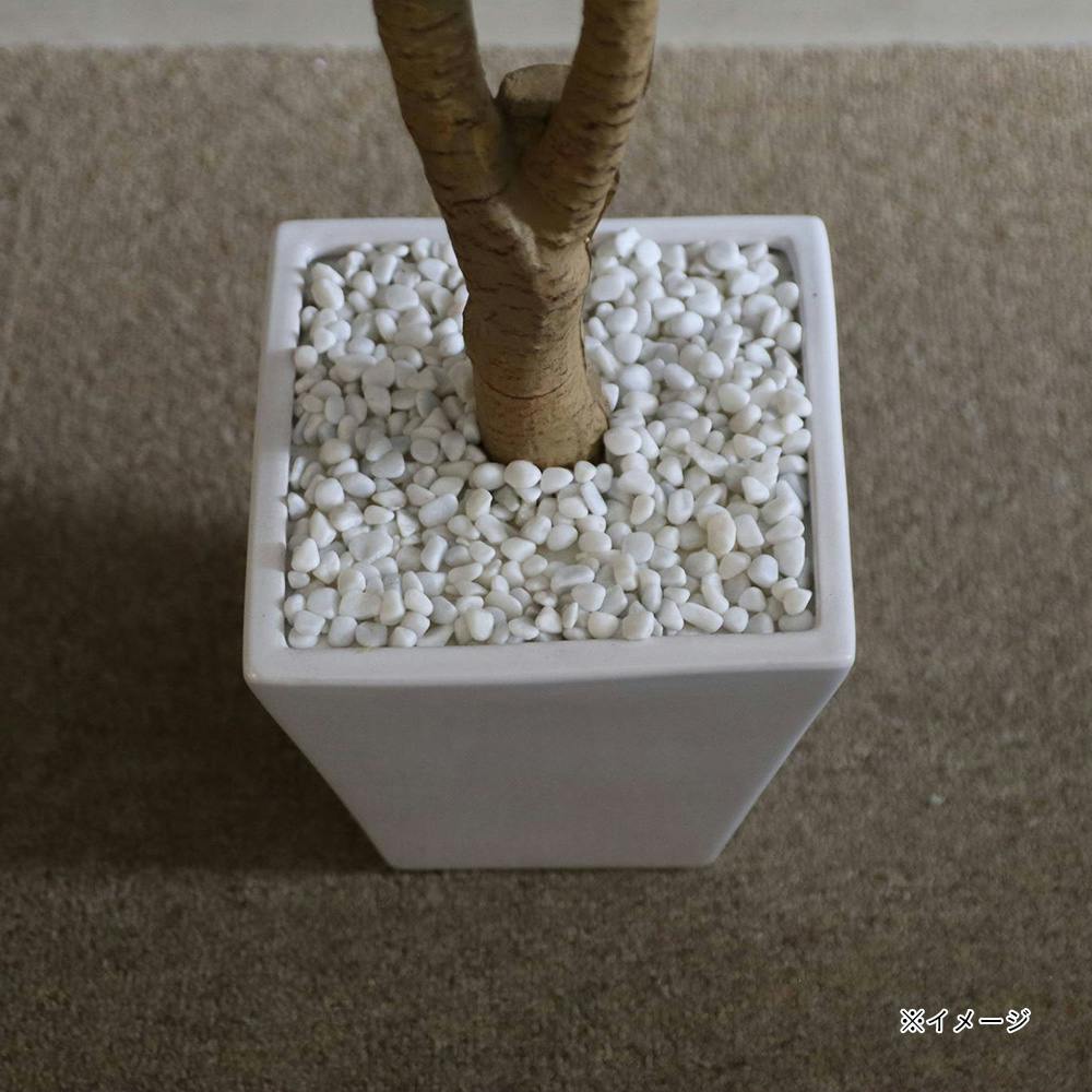 ★専用★　ドラセナ　オンベット ☆専用☆ ドラセナ オンベット