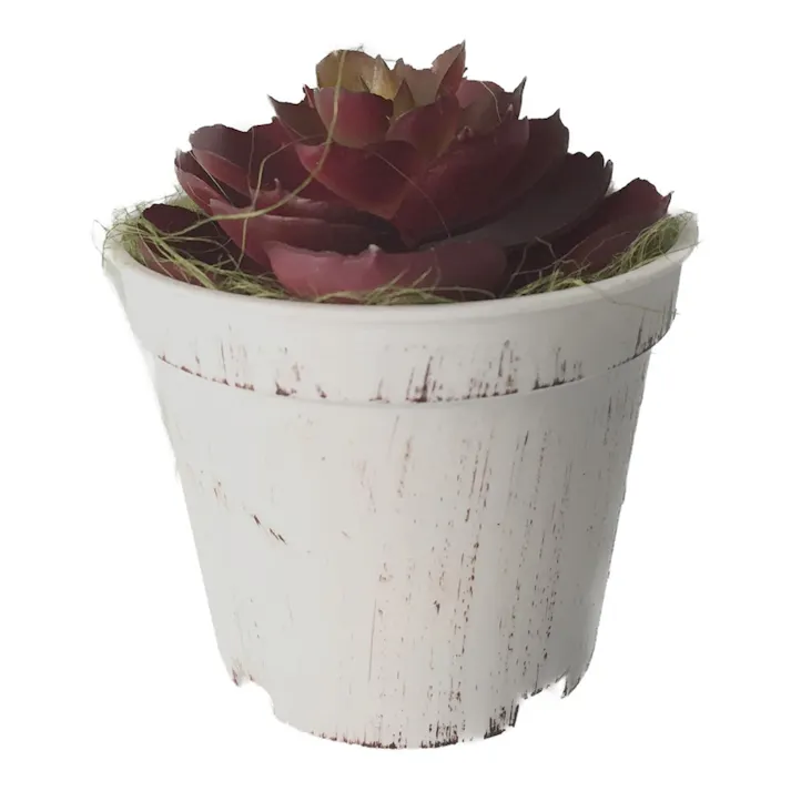 エケベリアポット レッド GLA-1484