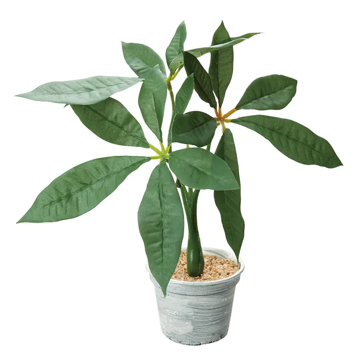 パキラポット GLA-1490 グリーン