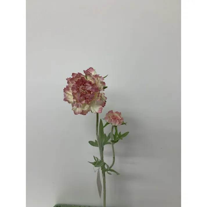 シングルラナンキュラス FD-0121 CRP