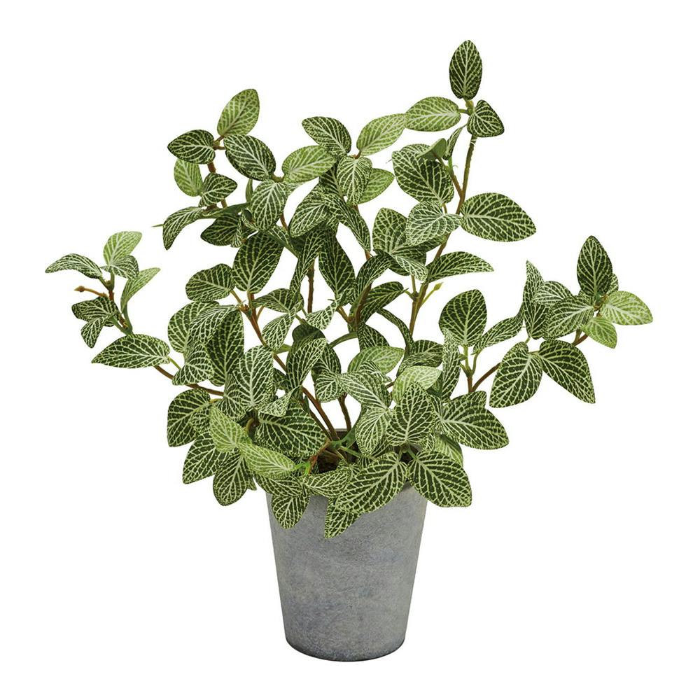 フィトニアポット