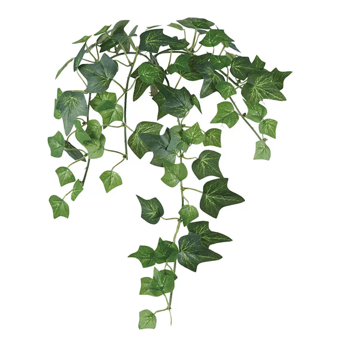 イングリッシュアイビーバイン S