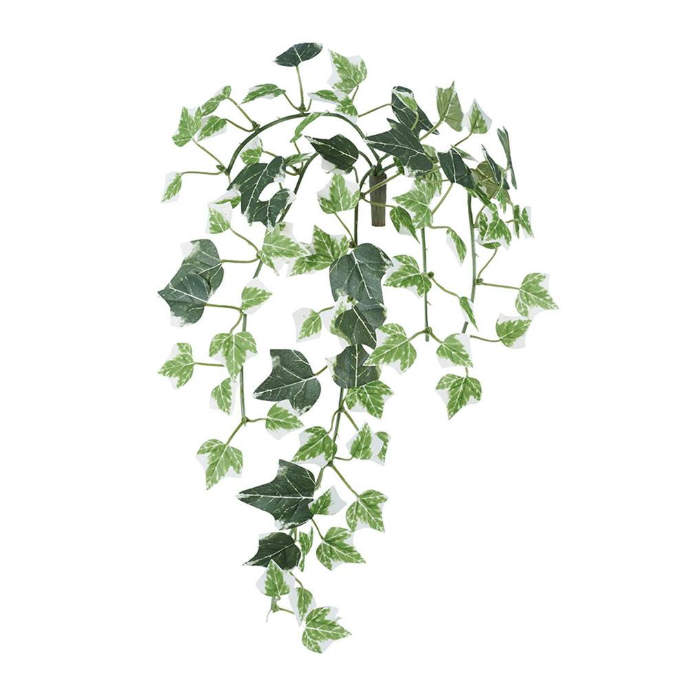 ホーランドアイビーバイン S