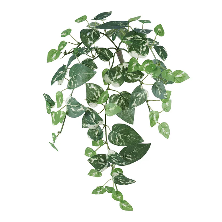 ポトスバイン S