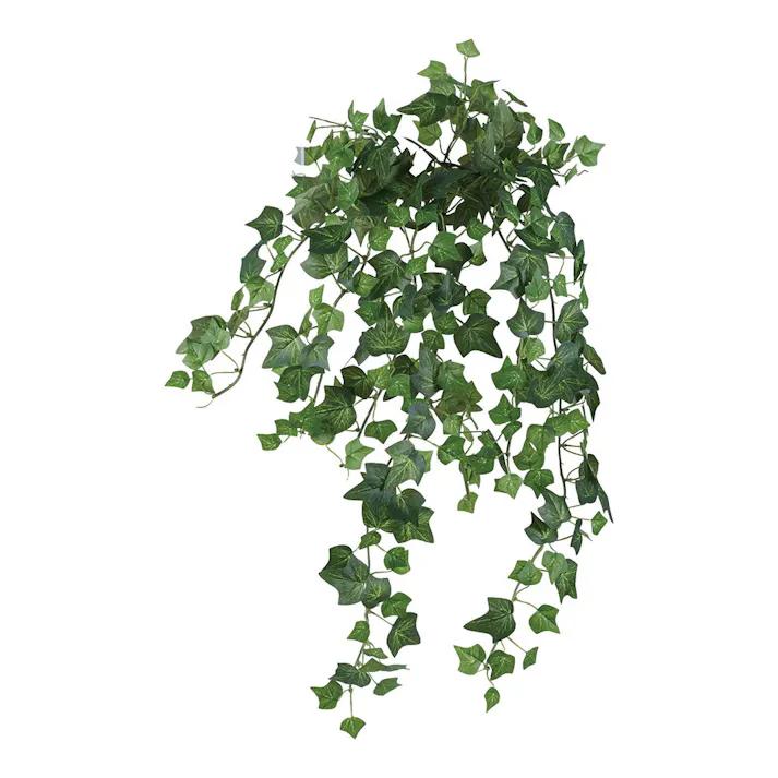 イングリッシュアイビーブッシュ L