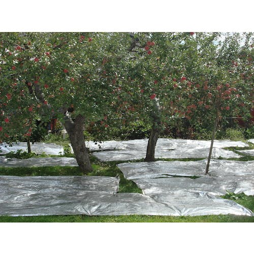 山採り　アズキナシ 山採り自然樹形のアズキナシ販売 那珂市秋元園芸