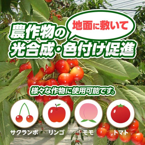 山採り　アズキナシ 楽天市場】【現品発送】【山採り天然木】樹形と幹肌、花、実を楽しめる