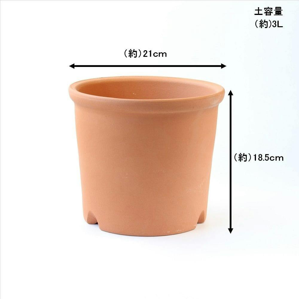大鉢1 鉢カバー LushBasket（ラッシュバスケット） 8号鉢用 Natural