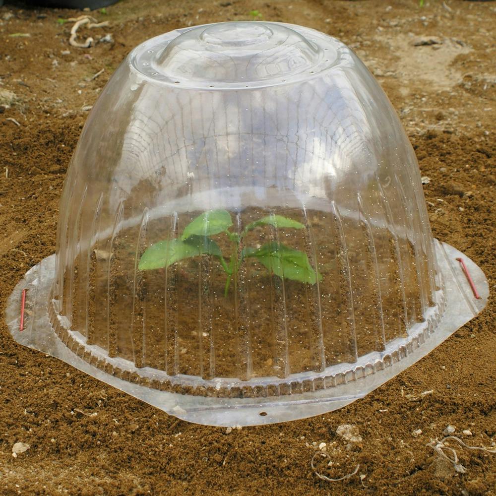 トゥラミーン　通常苗　結実確認済み buy-ethereum-point_02_3_1.png