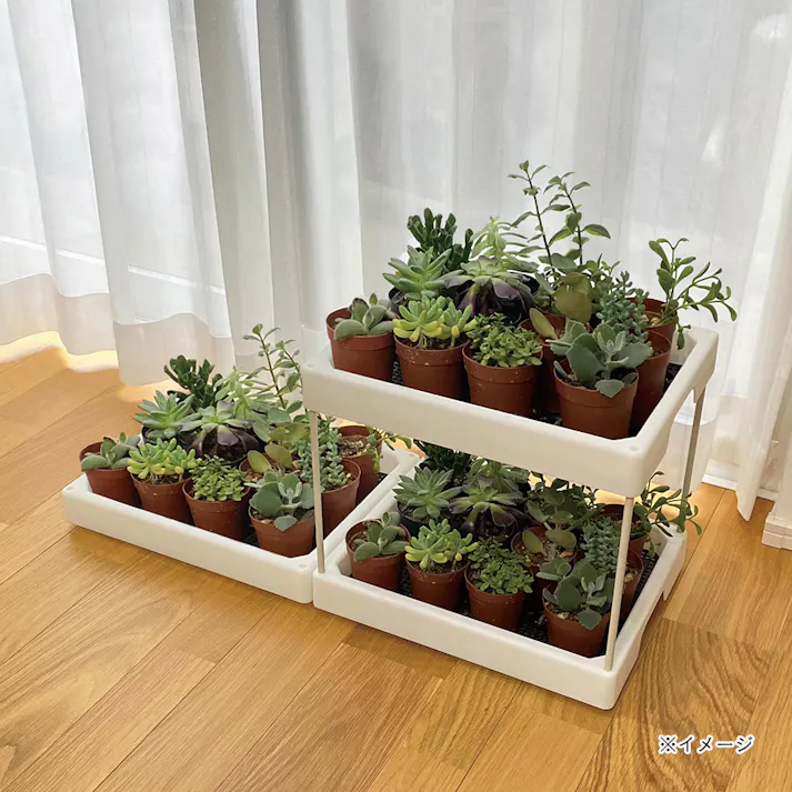 多肉マンション オフホワイト