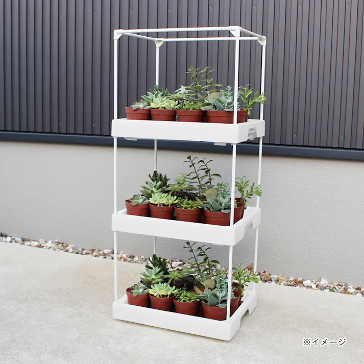 多肉マンション オフホワイト