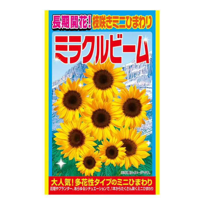 ミラクルビーム(ミニヒマワリ)