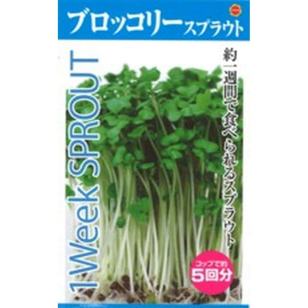 パクチー　15kg 菜園セット パクチー(販売終了) | 花＆グリーン 通販