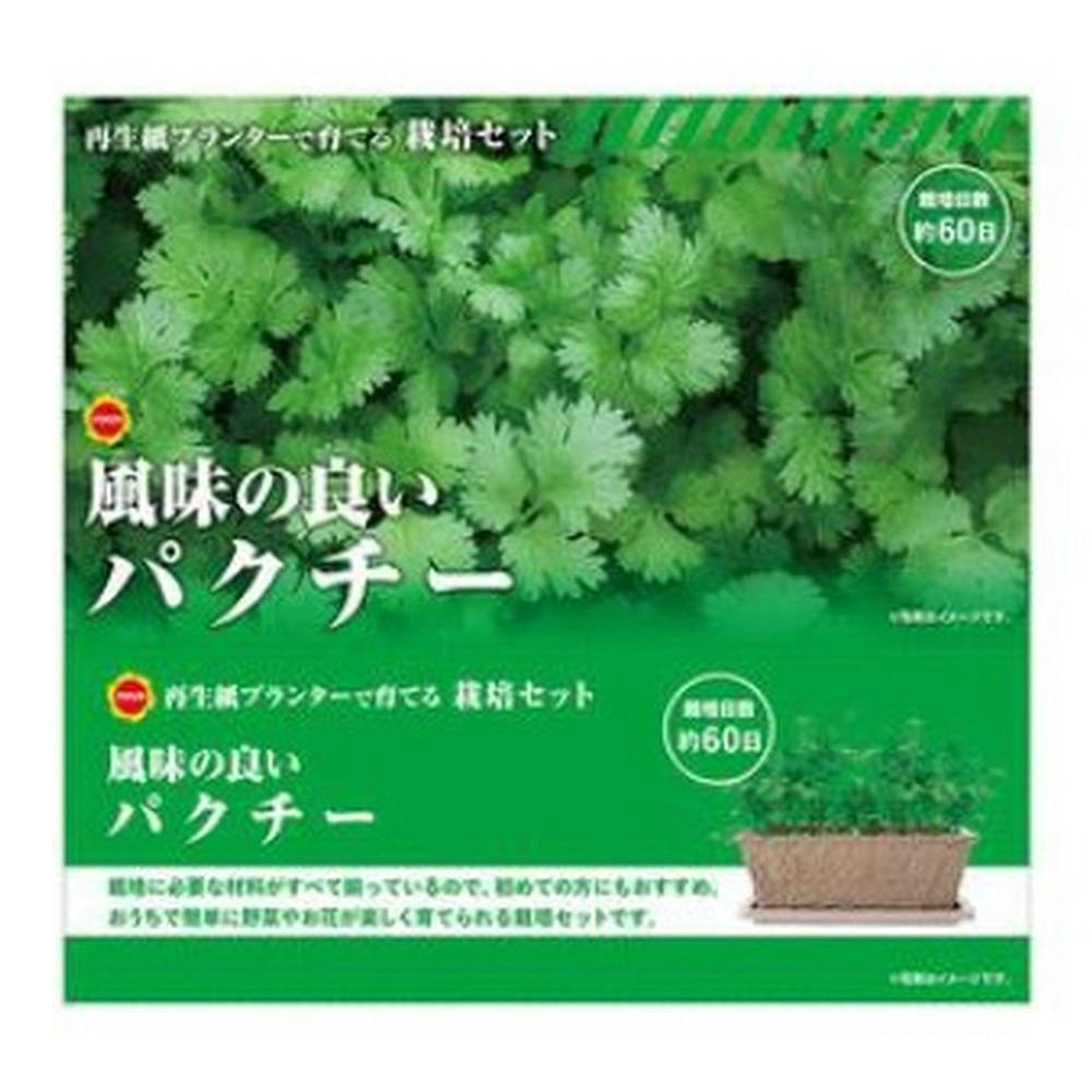 栽培セット パクチー
