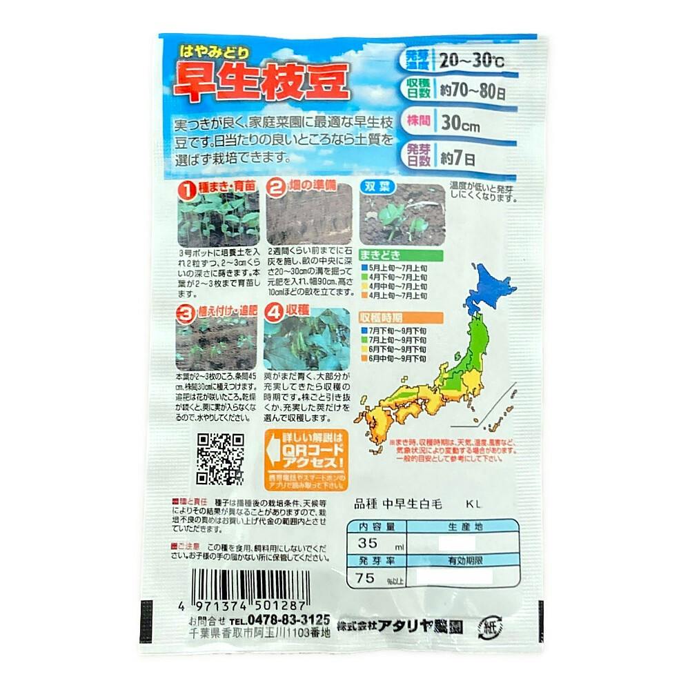 早生枝豆 はやみどり | 花＆グリーン 通販 | ホームセンターのカインズ