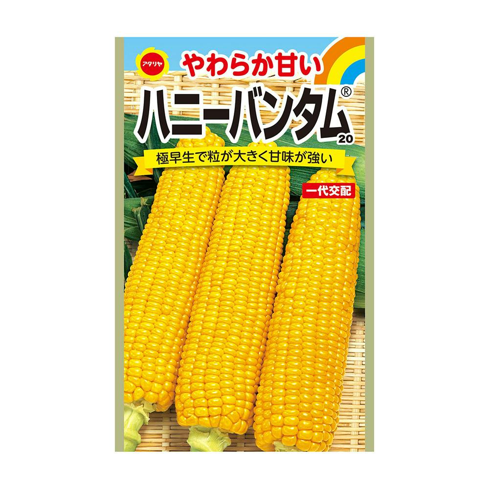 一代交配 ハニーバンタム 20