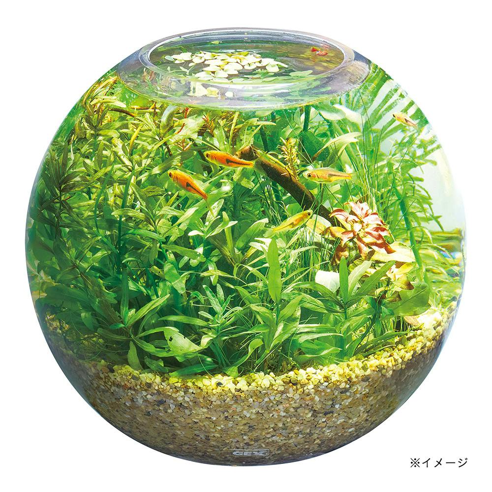 新鮮な水草付き グラスアクアスフィアセット | 水中生物用品・水槽用品