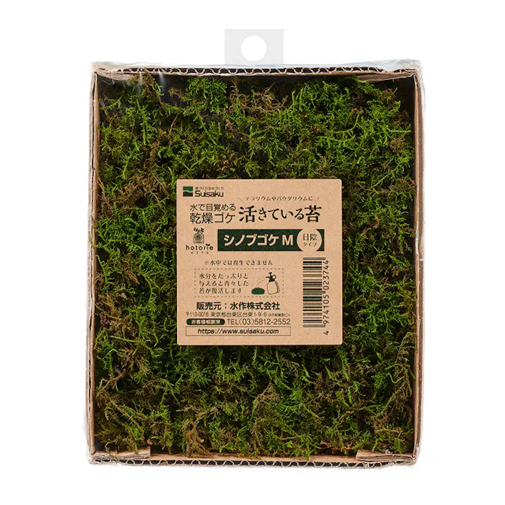 活きている苔 シノブ