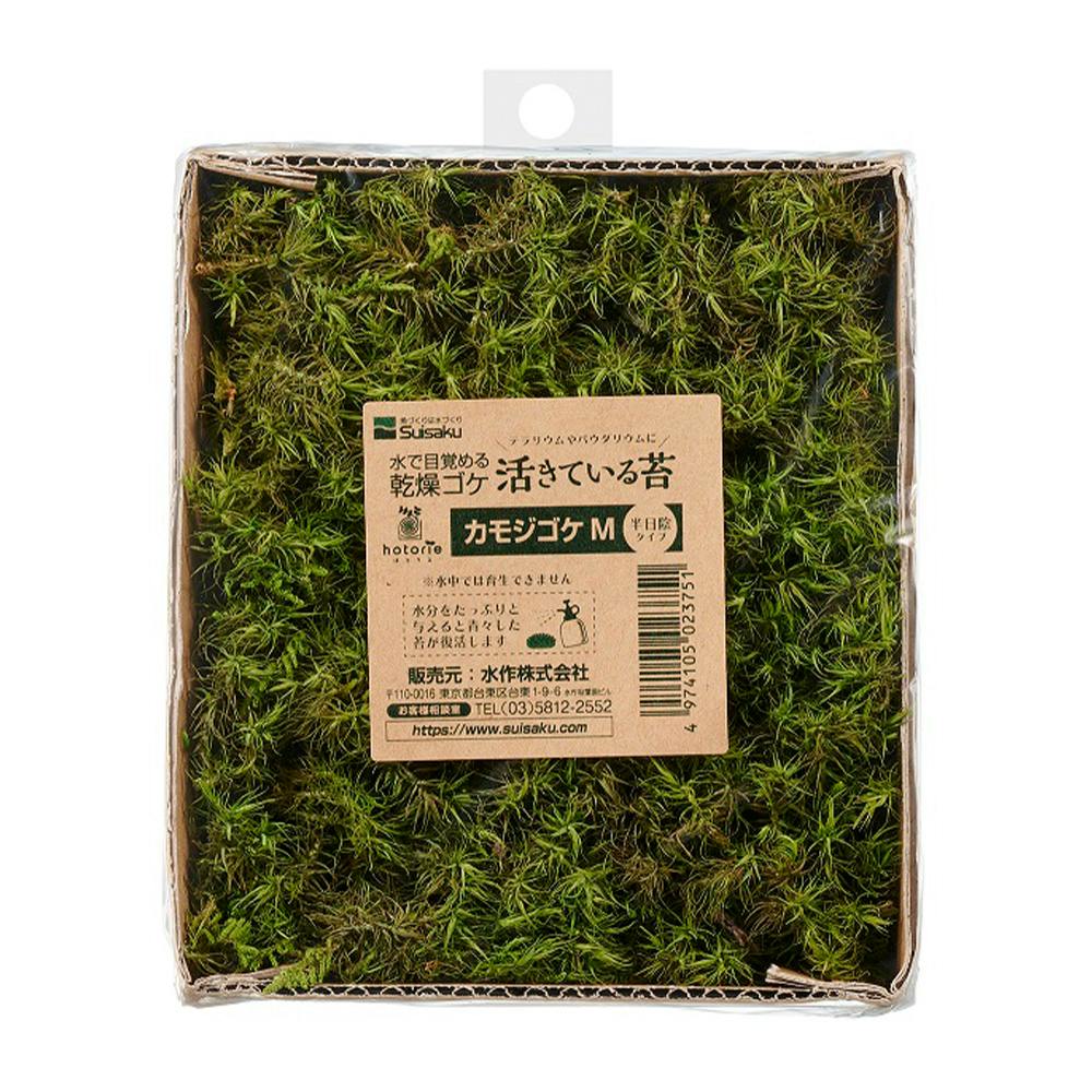 活きている苔 カモジ