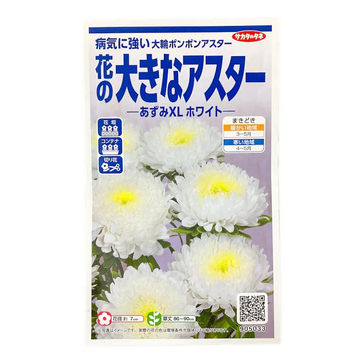 花の大きなアスター あずみXL ホワイト