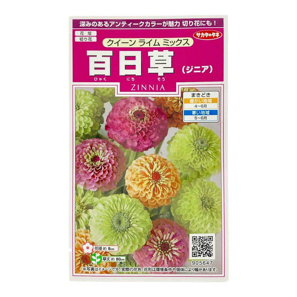 ジニア クイーン ライム ミックス