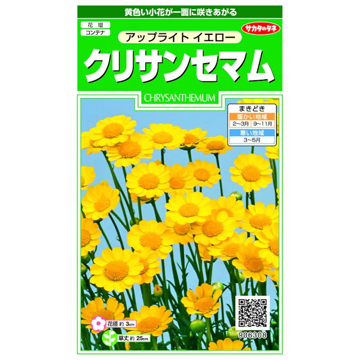 クリサンセマムアップライトイエロー