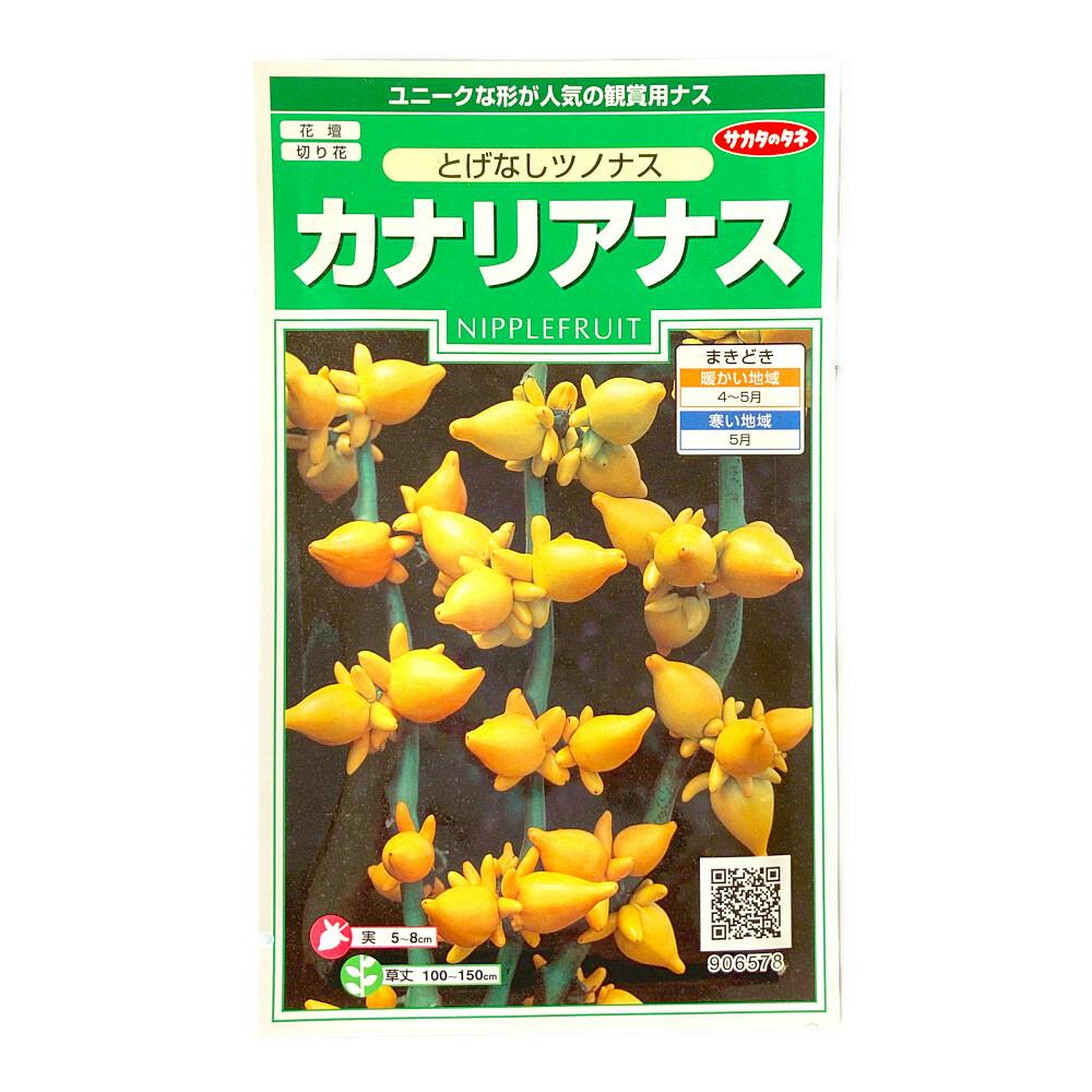 とげなしツノナス カナリアナス