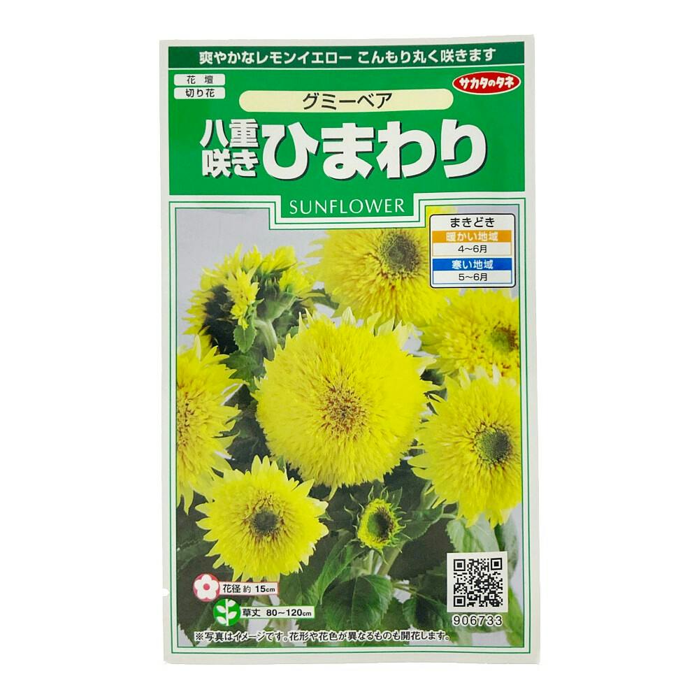 八重咲きひまわり グミーベア