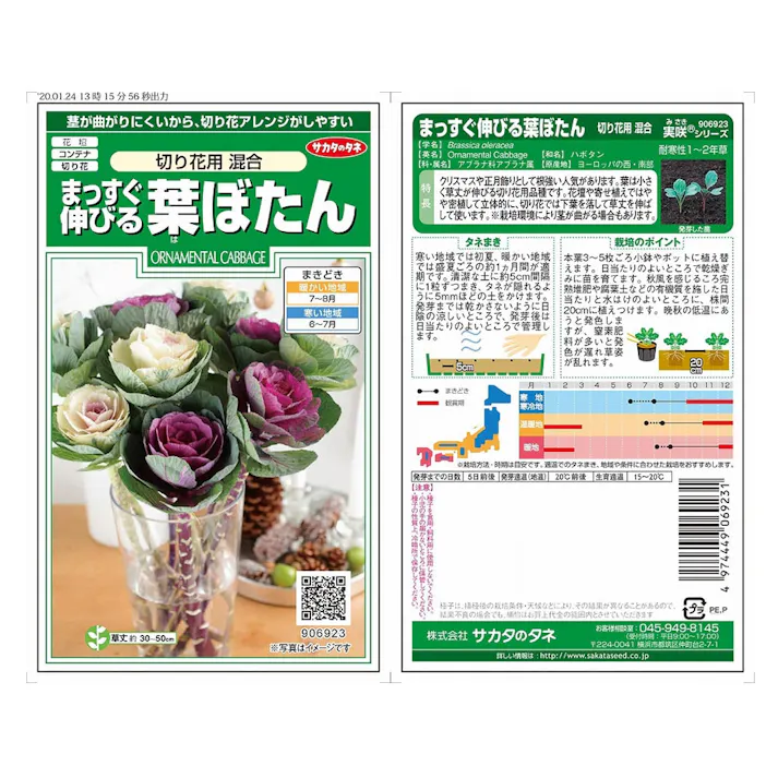 まっすぐ伸びる葉ぼたん 切り花用混合