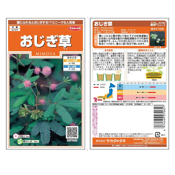 おじぎ草SA