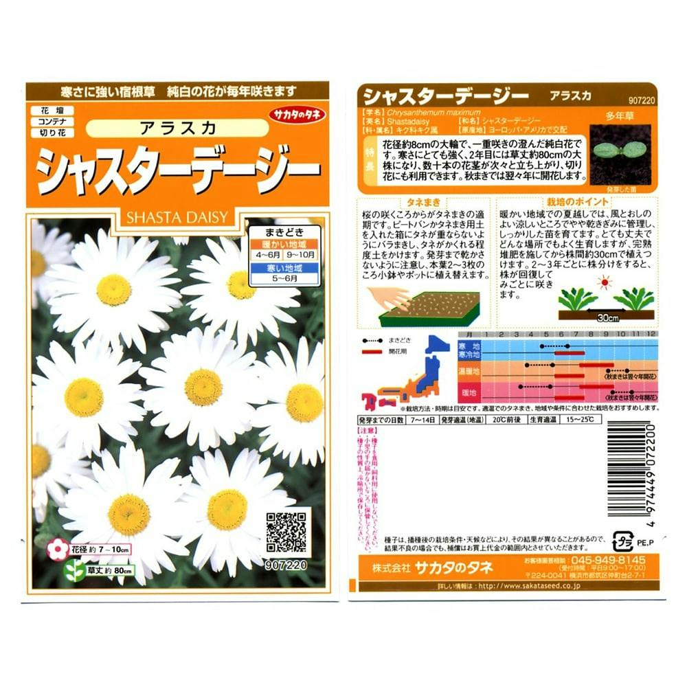 シャスターデージー アラスカSA