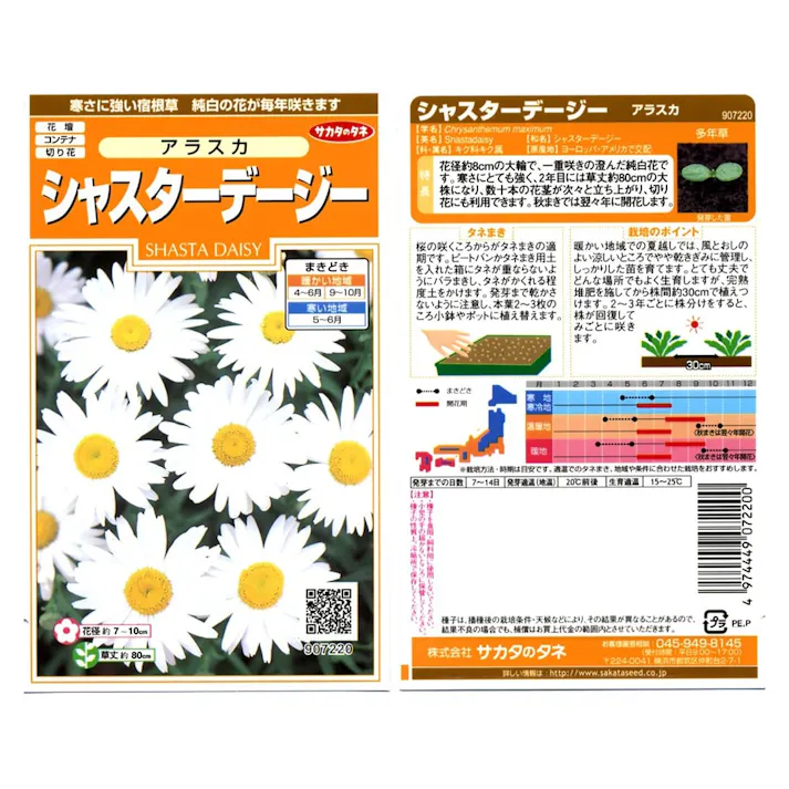 シャスターデージー アラスカSA