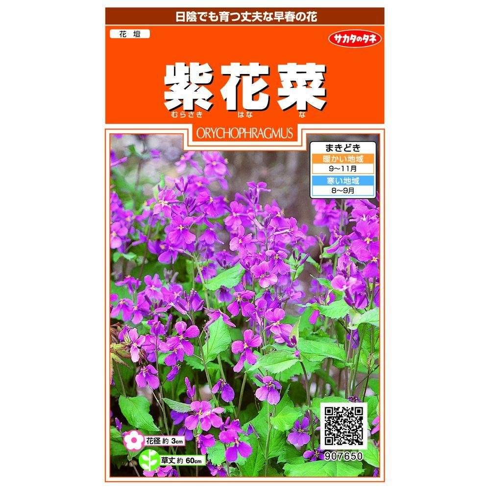 紫花菜 SA | 花&グリーン 通販 | ホームセンターのカインズ 紫花菜 SA | 花&グリーン 通販 | ホームセンターのカインズ