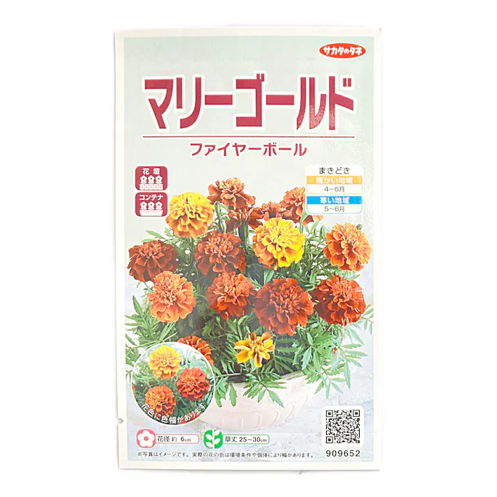 マリーゴールド ファイヤーボール