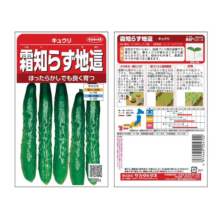 霜知らず地這キュウリ